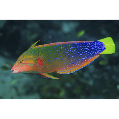 Colorful wrasse, Raja Ampat, Papua, Indonesia White Modern Wood Framed Art Print by Shimlock, Jones