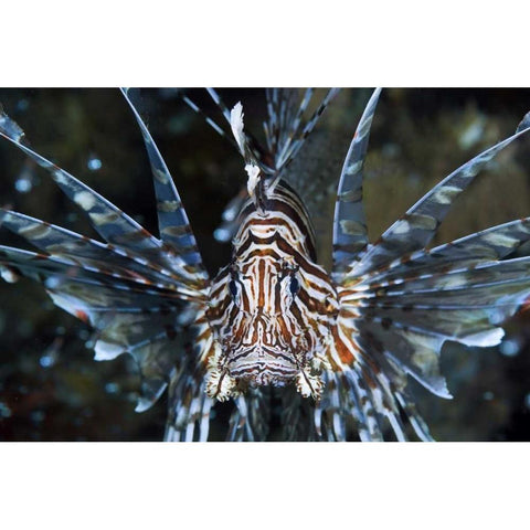 Frontal Poisonous scorpionfish, Papua, Indonesia White Modern Wood Framed Art Print by Shimlock, Jones