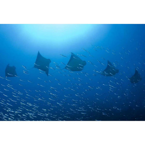 Five rays swim past baitfish, Papua, Indonesia Black Modern Wood Framed Art Print by Shimlock, Jones