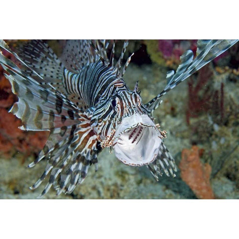 Poisonous scorpionfish yawning, Papua, Indonesia Black Modern Wood Framed Art Print by Shimlock, Jones