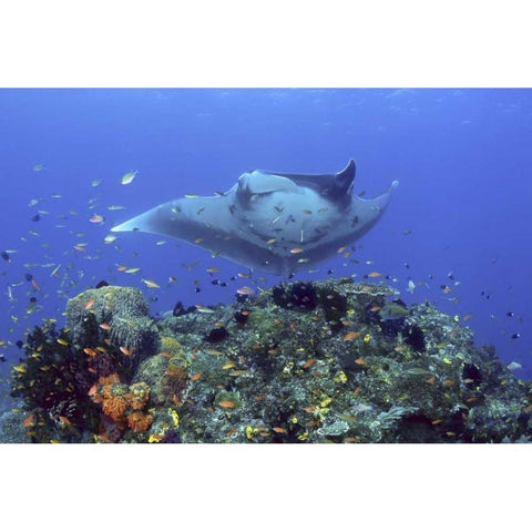 Manta ray glides over reef, Irian Jaya, Indonesia White Modern Wood Framed Art Print by Shimlock, Jones