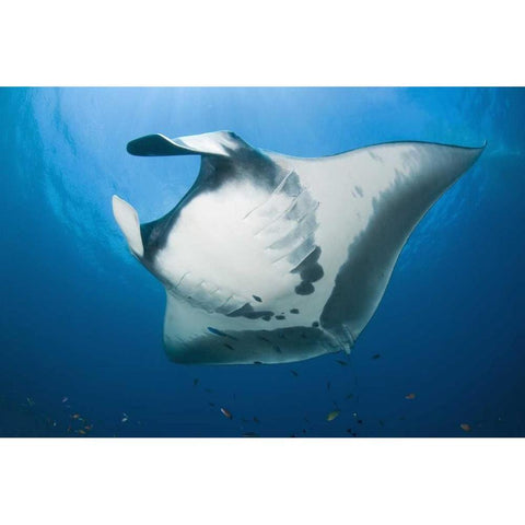 Manta rays underside, Irian Jaya, Indonesia White Modern Wood Framed Art Print by Shimlock, Jones