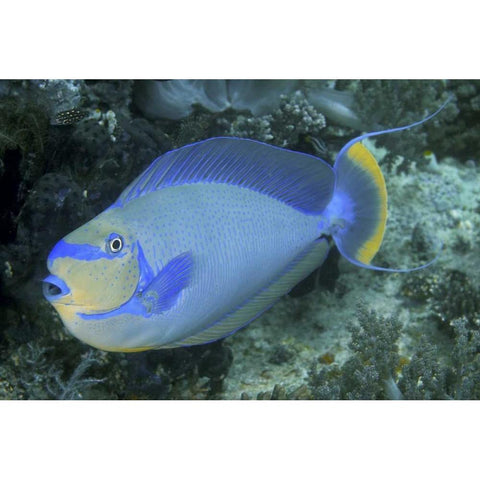 Surgeonfish, Irian Jaya, West Papua, Indonesia White Modern Wood Framed Art Print by Shimlock, Jones