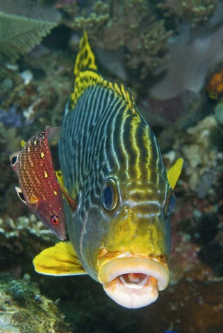 Lined sweetlip fish is being cleaned, Indonesia Black Ornate Wood Framed Art Print with Double Matting by Shimlock, Jones