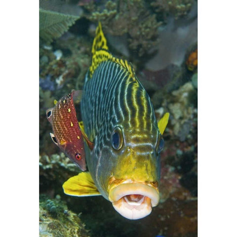 Lined sweetlip fish is being cleaned, Indonesia Black Modern Wood Framed Art Print by Shimlock, Jones