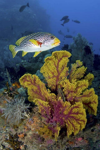 Sweetlip fish over coral, Irian Jaya, Indonesia White Modern Wood Framed Art Print with Double Matting by Shimlock, Jones