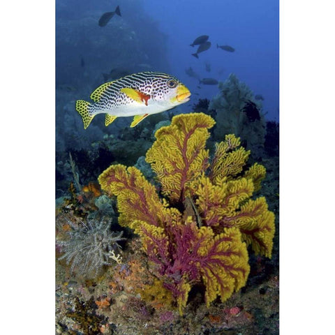 Sweetlip fish over coral, Irian Jaya, Indonesia Black Modern Wood Framed Art Print by Shimlock, Jones