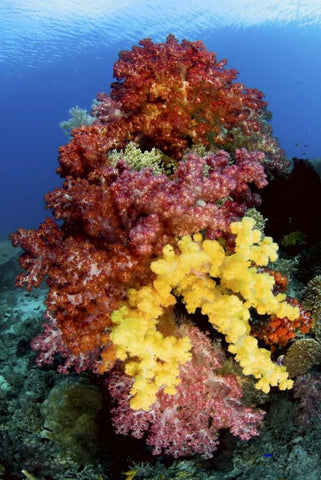 Corals on reef, Irian Jaya, West Papua, Indonesia White Modern Wood Framed Art Print with Double Matting by Shimlock, Jones