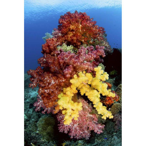 Corals on reef, Irian Jaya, West Papua, Indonesia Black Modern Wood Framed Art Print by Shimlock, Jones