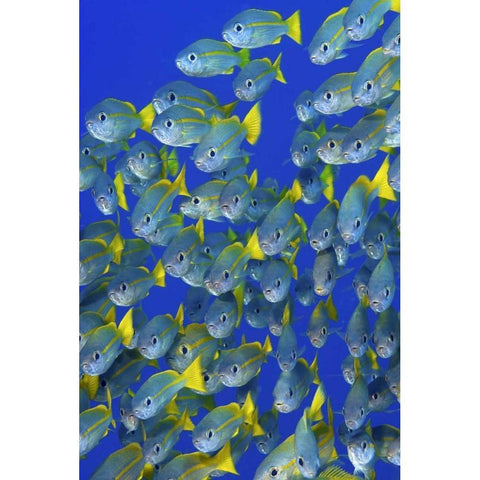 Yellowtail snapper fish, Irian Jaya, Indonesia Black Modern Wood Framed Art Print with Double Matting by Shimlock, Jones