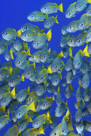 Yellowtail snapper fish, Irian Jaya, Indonesia Black Ornate Wood Framed Art Print with Double Matting by Shimlock, Jones