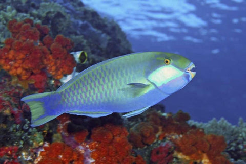 Parrotfish, Irian Jaya, West Papua, Indonesia White Modern Wood Framed Art Print with Double Matting by Shimlock, Jones