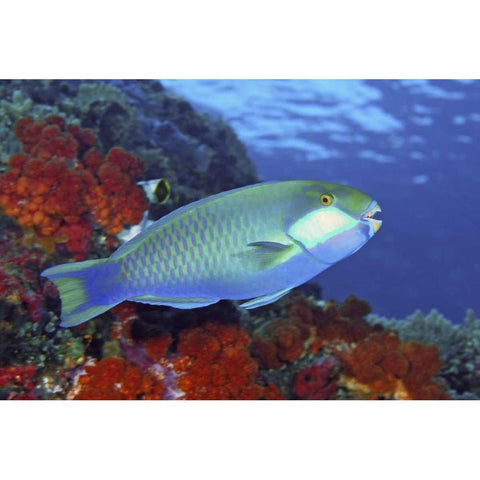 Parrotfish, Irian Jaya, West Papua, Indonesia Black Modern Wood Framed Art Print by Shimlock, Jones