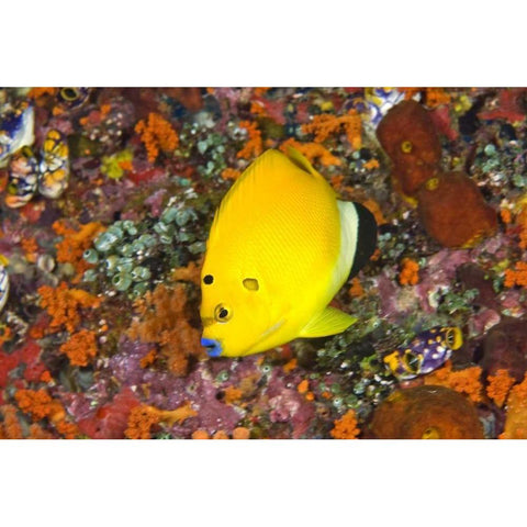 Angelfish, Irian Jaya, West Papua, Indonesia Black Modern Wood Framed Art Print with Double Matting by Shimlock, Jones