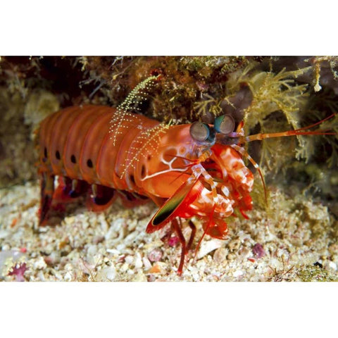 Shrimp on ocean floor, Irian Jaya, Indonesia Black Modern Wood Framed Art Print with Double Matting by Shimlock, Jones