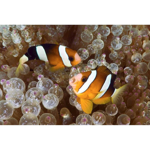 Anemonefish in an anemone, Raja Ampat, Indonesia Black Modern Wood Framed Art Print with Double Matting by Shimlock, Jones