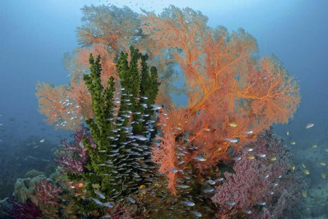 Reef scenics, Irian Jaya, West Papua, Indonesia White Modern Wood Framed Art Print with Double Matting by Shimlock, Jones