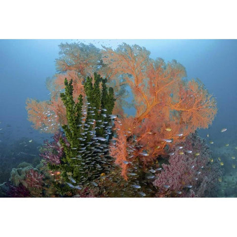 Reef scenics, Irian Jaya, West Papua, Indonesia Black Modern Wood Framed Art Print by Shimlock, Jones