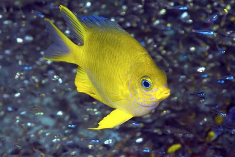 Yellow damselfish, West Papua, Indonesia White Modern Wood Framed Art Print with Double Matting by Shimlock, Jones