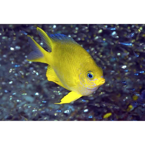 Yellow damselfish, West Papua, Indonesia Black Modern Wood Framed Art Print by Shimlock, Jones