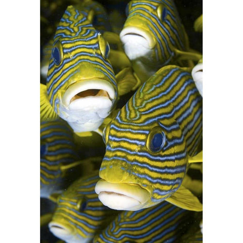 Sweetlip fish, Irian Jaya, West Papua, Indonesia Black Modern Wood Framed Art Print by Shimlock, Jones