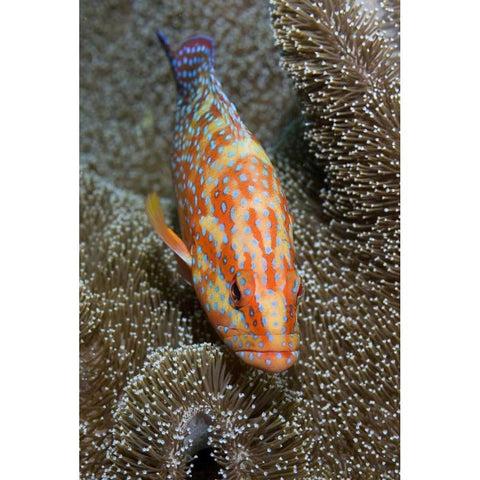 Coral trout, Irian Jaya, West Papua, Indonesia White Modern Wood Framed Art Print by Shimlock, Jones