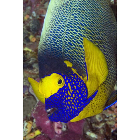 Detail of angelfish, Irian Jaya, Indonesia Gold Ornate Wood Framed Art Print with Double Matting by Shimlock, Jones