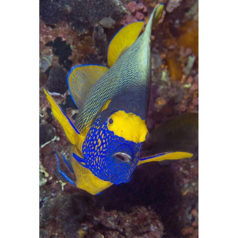 Angelfish, Irian Jaya, West Papua, Indonesia White Modern Wood Framed Art Print by Shimlock, Jones