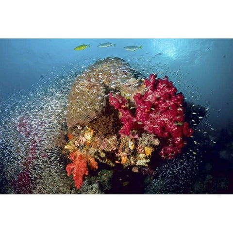 Reef scenics, Irian Jaya, West Papua, Indonesia Black Modern Wood Framed Art Print with Double Matting by Shimlock, Jones