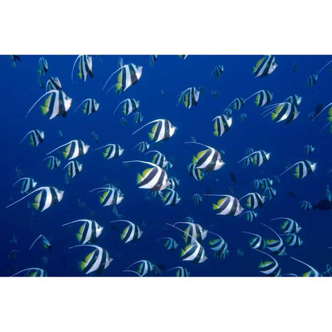 Bannerfish, Irian Jaya, West Papua, Indonesia Black Modern Wood Framed Art Print by Shimlock, Jones
