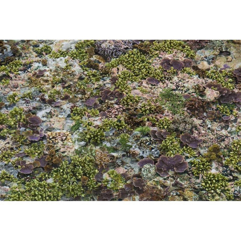 Low tide, Misool Island, Irian Jaya, Indonesia Gold Ornate Wood Framed Art Print with Double Matting by Shimlock, Jones