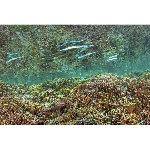 Indonesia, Papua Needlefish feeding by a reef Black Modern Wood Framed Art Print by Shimlock, Jones