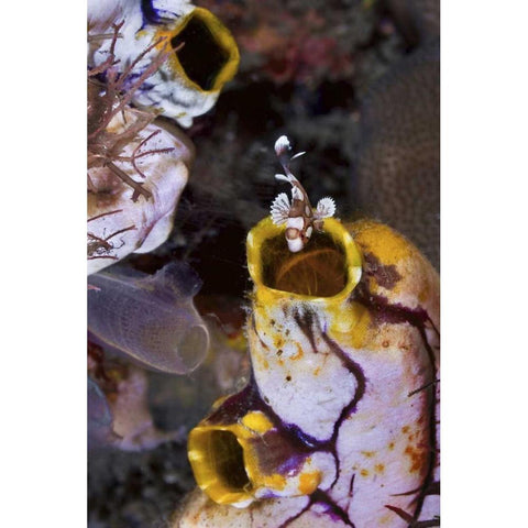Indonesia, Sweetlip fish in a sea squirts siphon Gold Ornate Wood Framed Art Print with Double Matting by Shimlock, Jones