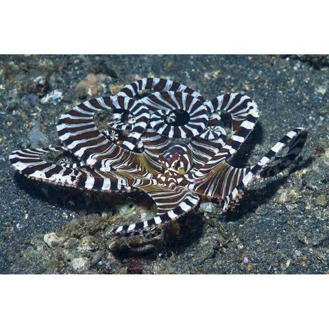 Indonesia A wonderpus long-armed octopus White Modern Wood Framed Art Print by Shimlock, Jones