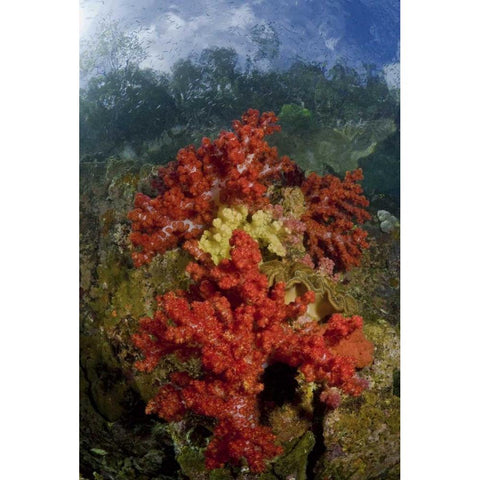 Indonesia, Papua, Fak Fak, Triton Bay Coral reef Black Modern Wood Framed Art Print by Shimlock, Jones
