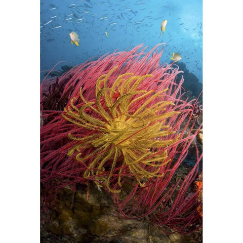 Indonesia, Pisang Islands Feather star crinoids Black Modern Wood Framed Art Print by Shimlock, Jones
