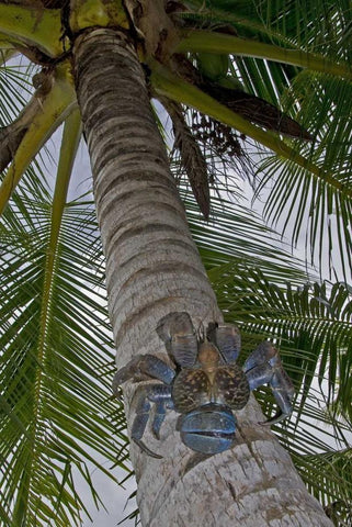 Indonesia, Papua Coconut crab climbs palm tree White Modern Wood Framed Art Print with Double Matting by Shimlock, Jones