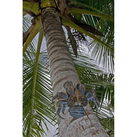Indonesia, Papua Coconut crab climbs palm tree Black Modern Wood Framed Art Print with Double Matting by Shimlock, Jones