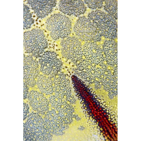 Indonesia, Papua, Raja Ampat Sea star Black Modern Wood Framed Art Print with Double Matting by Shimlock, Jones