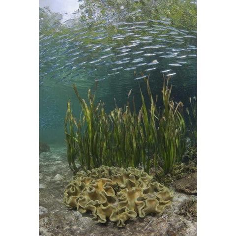 Indonesia, Papua Baitfish swims above coral Black Modern Wood Framed Art Print by Shimlock, Jones
