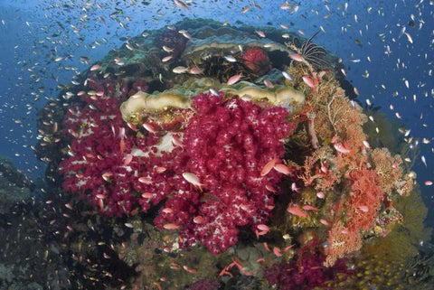 Indonesia, Papua, Raja Ampat Corals on reef Black Ornate Wood Framed Art Print with Double Matting by Shimlock, Jones
