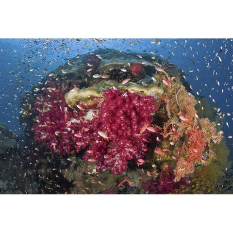Indonesia, Papua, Raja Ampat Corals on reef Black Modern Wood Framed Art Print with Double Matting by Shimlock, Jones