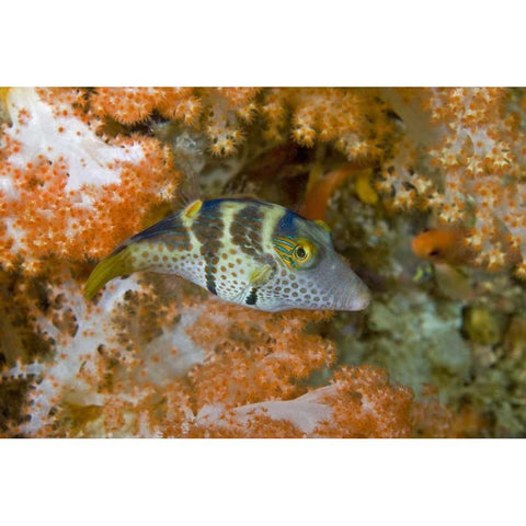Indonesia, Papua, Raja Ampat Pufferfish Gold Ornate Wood Framed Art Print with Double Matting by Shimlock, Jones