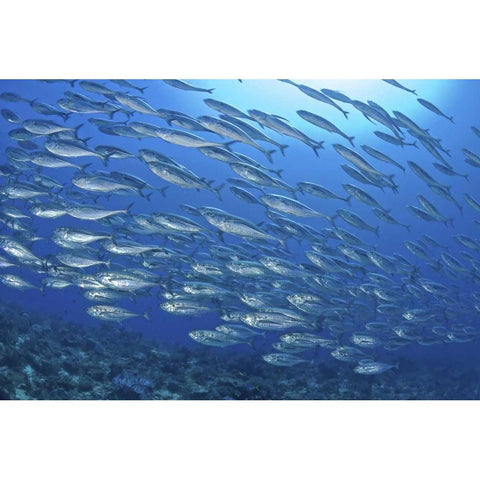 Indonesia, Papua Scad fish, tuna look-alikes White Modern Wood Framed Art Print by Shimlock, Jones