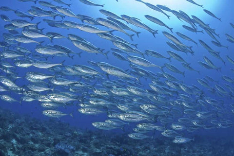 Indonesia, Papua Scad fish, tuna look-alikes White Modern Wood Framed Art Print with Double Matting by Shimlock, Jones