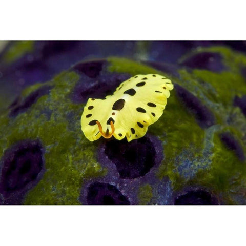 Indonesia, Papua Recently discovered flatworm Black Modern Wood Framed Art Print by Shimlock, Jones