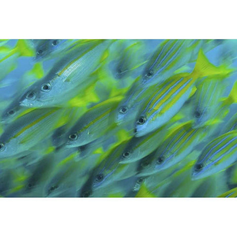 Indonesia, Papua, Raja Ampat Abstract Snapper White Modern Wood Framed Art Print by Shimlock, Jones