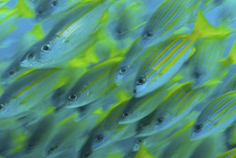 Indonesia, Papua, Raja Ampat Abstract Snapper White Modern Wood Framed Art Print with Double Matting by Shimlock, Jones