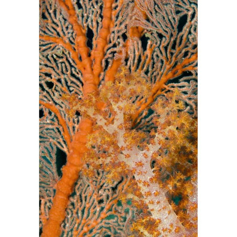 Indonesia, Papua Orange sea fan under tree coral White Modern Wood Framed Art Print by Shimlock, Jones
