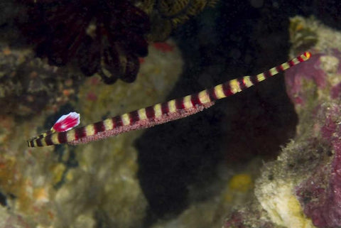 Indonesia, Papua Male pipefish with eggs White Modern Wood Framed Art Print with Double Matting by Shimlock, Jones